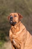 TOSA INU 465